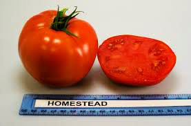 Σπόροι Τομάτας 1kg