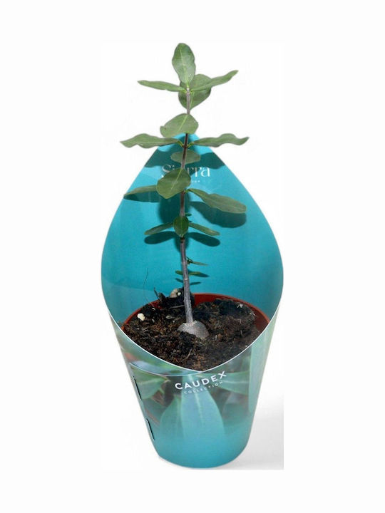 Fockea Edulis Fockea Edulis