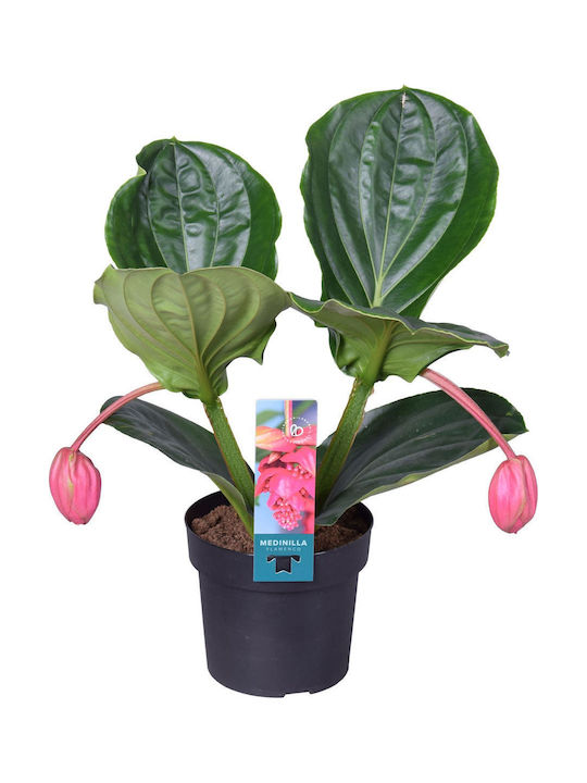 Μεντινίλα Medinilla Magnifica Lambada 2 Stems Μεντινίλα Medinilla Magnifica Lambada 2 Stems