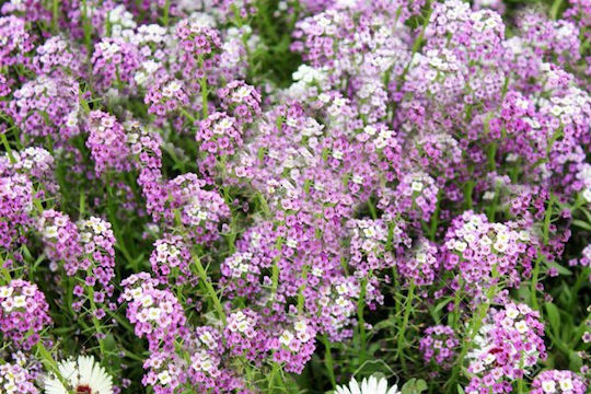 Gemma Samen Süße Alyssum Violett 0.5gr