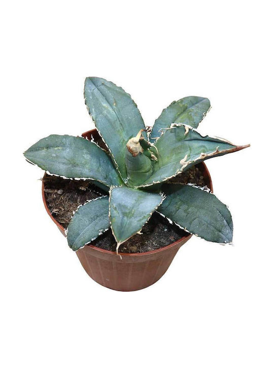 Agave Titanota 13cm
