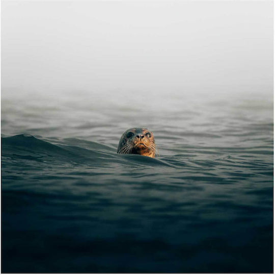Πίνακας Seal In Misty Sea Φώκια Στην Ομιχλώδη Θάλασσα 110x110