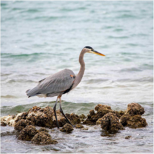 Painting Heron By Sea Heron Next To The Sea 110x110