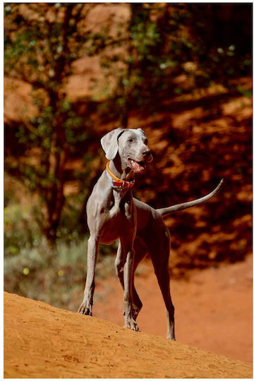 Painting Dog In Desert Landscape Dog In The Desert Landscape 100x150