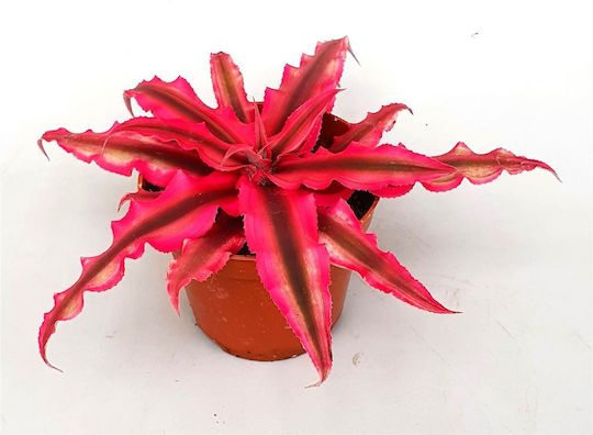Κρύπτανθος Cryptanthus Pink Star Κρύπτανθος Cryptanthus Pink Star