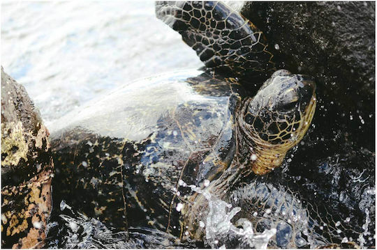 Πίνακας Sea Turtle At Shore Θαλάσσια Χελώνα Στην Ακτή 150x100