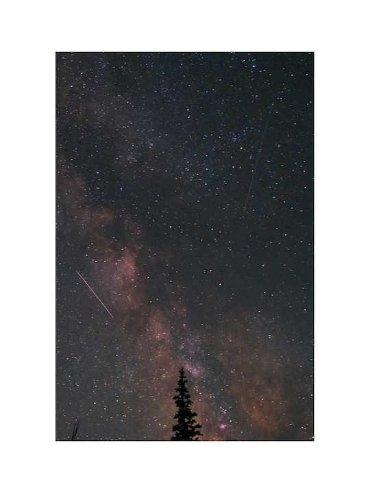 Πίνακας Night Sky Stars Tree Νυχτερινός Ουρανός Αστέρια Δέντρα 70x100