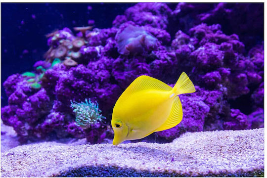Панел Bright Yellow Fish В Коралов Риф Светложълта Риба В Коралов Риф 120x80