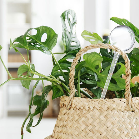 Set 10 Transparent Watering Balls Plastic