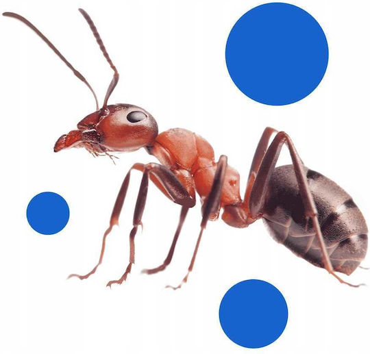 Bros Insektizid Pulver Für Ameisen 100gr