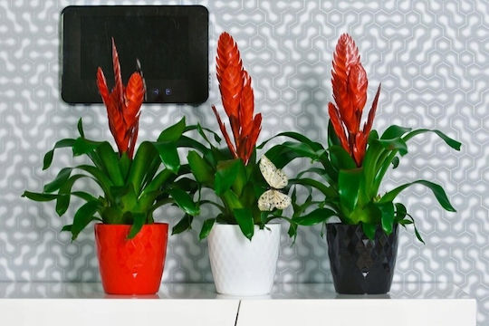 Galicja Blumentopf Kunststoff Gray Galicja Blumentopf Kunststoff Gray
