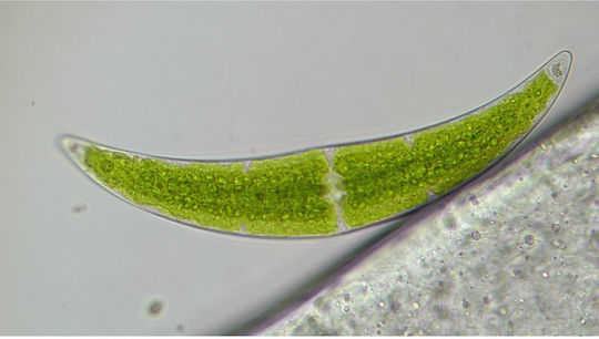 Bresser Researcher Trino Органичен Микроскоп 40-1000x