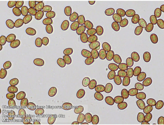 Bresser Researcher Trino Органичен Микроскоп 40-1000x
