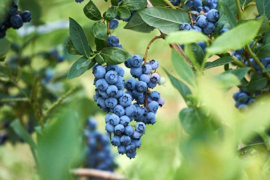 Biopon Bloom Multi-component Soluble Fertilizer Blueberries 200g