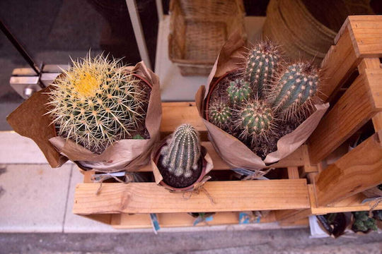 Soil Substrate Cacti Succulents 5l