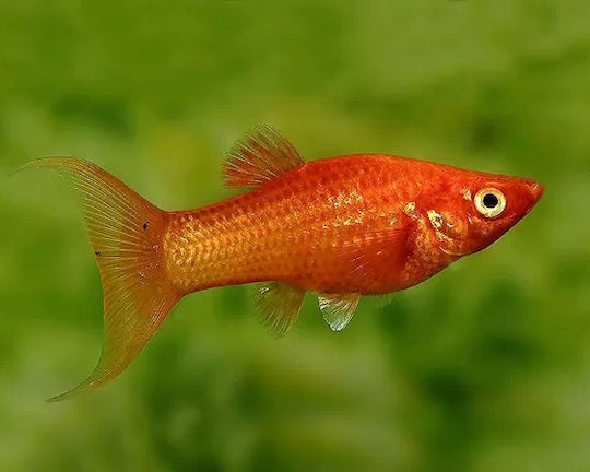 Molly Red Longfin M