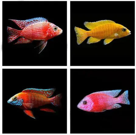 Aulonocara Mixed Male 7-8cm