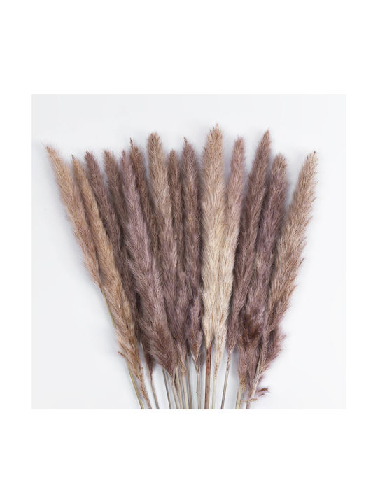 Globostar Artificial Garden Real Dried Brown Pampas Grass Bunch 21215 Αποξηραμένο Διακοσμητικό Μπουκέτο Pampas Kάφε Y50cm Σετ 15 Τμχ