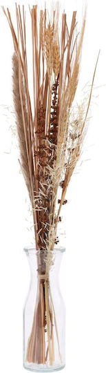 Pampasgras in Topfpflanze 57cm in Yala Harvest