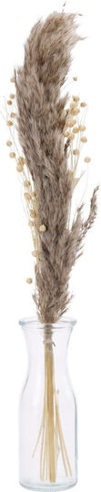 Pampasgras in Topfpflanze 57cm in Yala Harvest