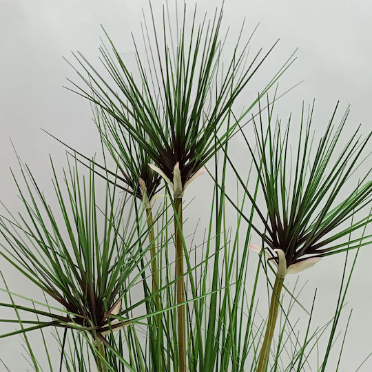 Bamboo in Pot InTheBox Bamboo in Pot InTheBox