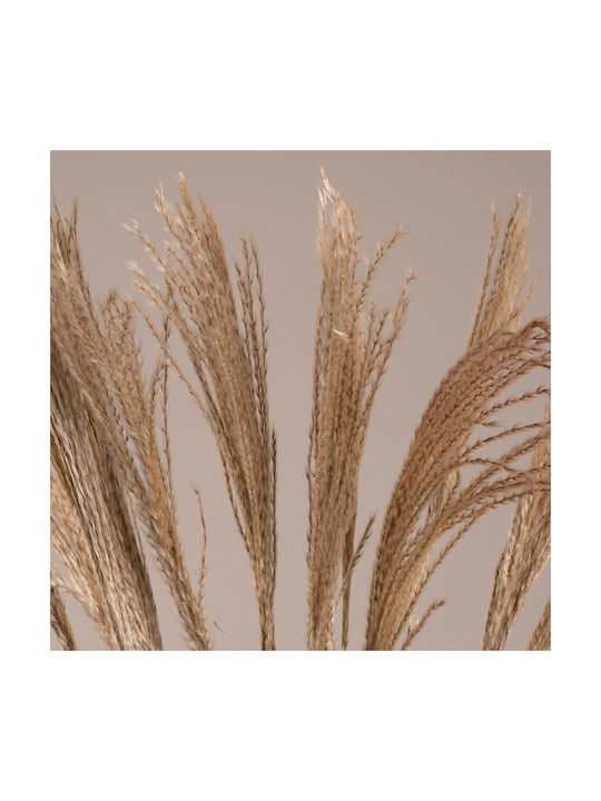Globostar Miscanthus 36539 Αποξηραμένο Φυτό Μίσχανθος Μπουκέτο Διακοσμητικών Κλαδιών Μπεζ Υ140cm Σετ 10 Τμχ