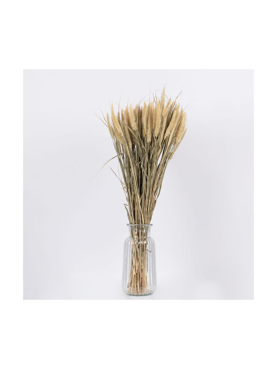 Globostar Pennisetum 36503 Dried Pennisetum Plant Bouquet of Decorative Branches Beige Green Height 60cm Set of 100 Pieces