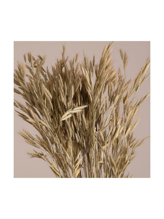Globostar Wheat 36548 Dried Plant Wheat Bouquet of Decorative Branches Beige Green H60cm Set of 50 Pieces