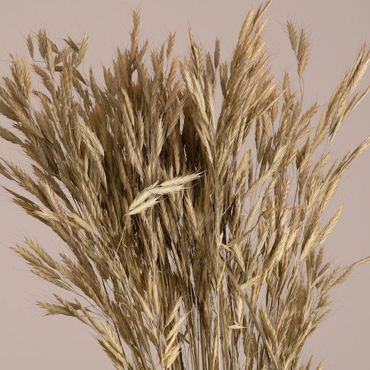 Globostar Wheat 36548 Dried Plant Wheat Bouquet of Decorative Branches Beige Green H60cm Set of 50 Pieces