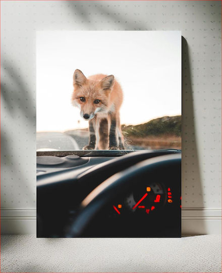 Fox On Car Dashboard Fox Στο Ταμπλό Αυτοκινήτου