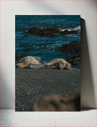 Sea Turtles On Rocky Shore Θαλάσσιες Χελώνες Στη Βραχώδη Ακτή σε Καμβά Sea Turtles On Rocky Shore Θαλάσσιες Χελώνες Στη Βραχώδη Ακτή σε Καμβά