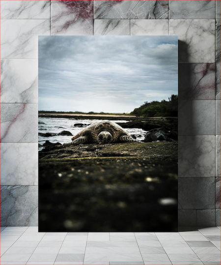Sea Turtle On Rocky Shore Θαλάσσια Χελώνα Στη Βραχώδη Ακτή σε Καμβά Sea Turtle On Rocky Shore Θαλάσσια Χελώνα Στη Βραχώδη Ακτή σε Καμβά