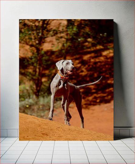 Dog In Desert Landscape Σκύλος Στο Έρημο Τοπίο 1 Dog In Desert Landscape Σκύλος Στο Έρημο Τοπίο 1