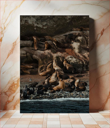 Sea Lions On A Rocky Shore Θαλάσσια Λιοντάρια Σε Μια Βραχώδη Ακτή 1 Sea Lions On A Rocky Shore Θαλάσσια Λιοντάρια Σε Μια Βραχώδη Ακτή 1