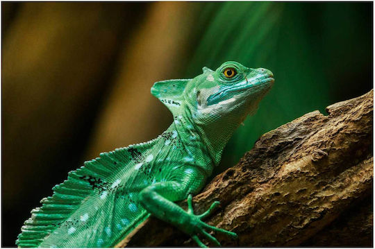 Painting Colorful Lizard In Its Natural Habitat Multicolored Lizard In Natural Environment 100x70