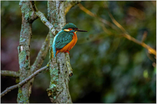 Панел Colorful Bird On Branch Многоцветна Птица На Клон 100x70