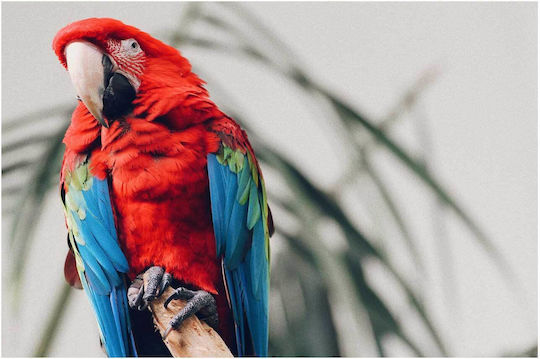 Панел Colorful Parrot On A Branch Многоцветен Папагал На Клон 100x70