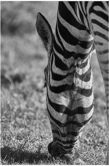 Панел Grazing Zebra В Черно И Бяло Зебра На Паша 70x100