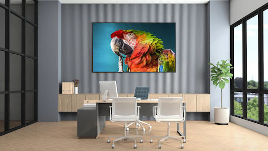 Πίνακας Colorful Parrot Close-up Πολύχρωμο Παπαγάλος Κινηματογράφηση Πρώτο Πλάνο 120x80