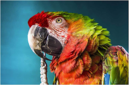 Πίνακας Colorful Parrot Close-up Πολύχρωμο Παπαγάλος Κινηματογράφηση Πρώτο Πλάνο 120x80