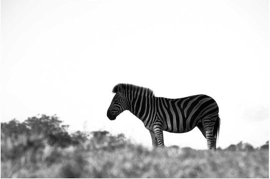 Панел Zebra In Wild Zebra In Wild 150x100