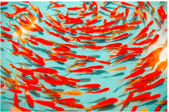 Painting Colorful School Fish Multicolored School Of Fish 100x70