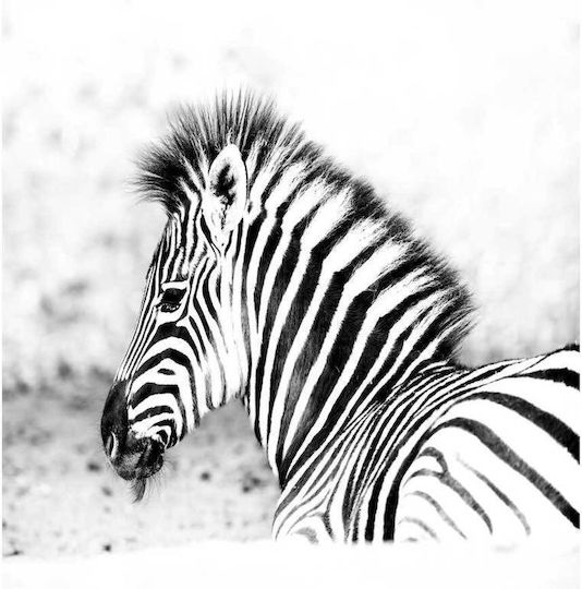 Panou Black White Zebra Zebre Alb-Negru 70x100