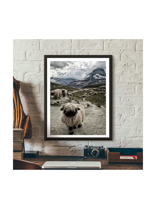 Poster Sheep Pst25129 40cm X 50cm Premium Black Wooden Frame