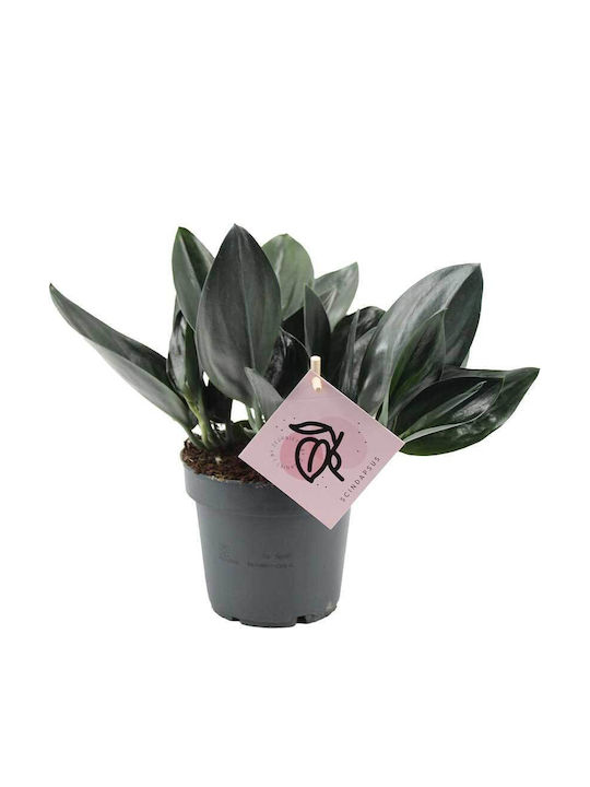 Scindapsus 12cm