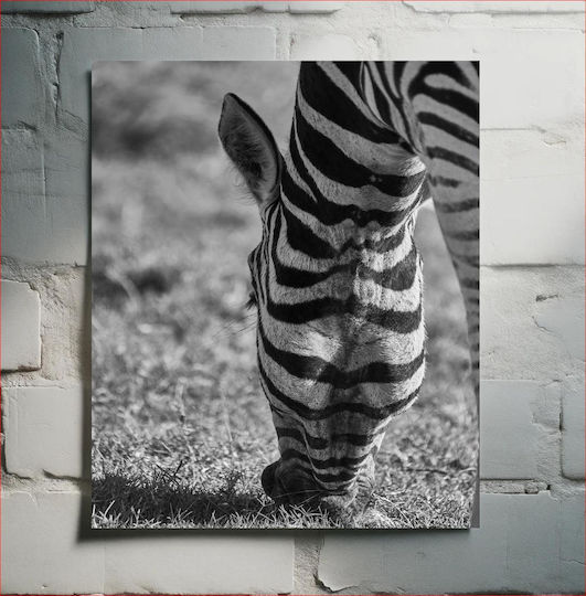 Grazing Zebra In Black And White Ζέβρα Βοσκής Σε Ασπρόμαυρο