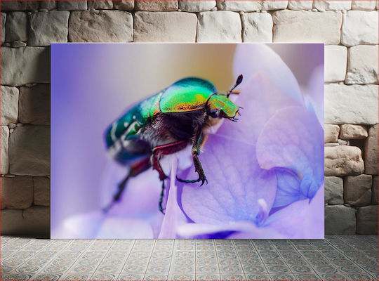 Colorful Beetle On Flower Πολύχρωμο Σκαθάρι Στο Λουλούδι 1