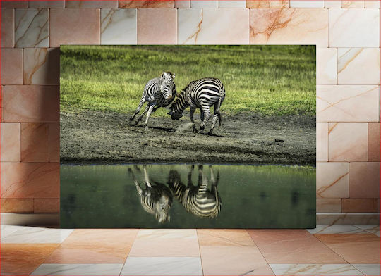 Zebras By The Water Ζέβρες Δίπλα Στο Νερό