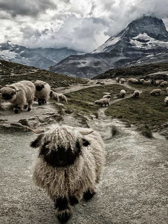 Poster Sheep Pst25129 40cm X 50cm Premium Black Wooden Frame