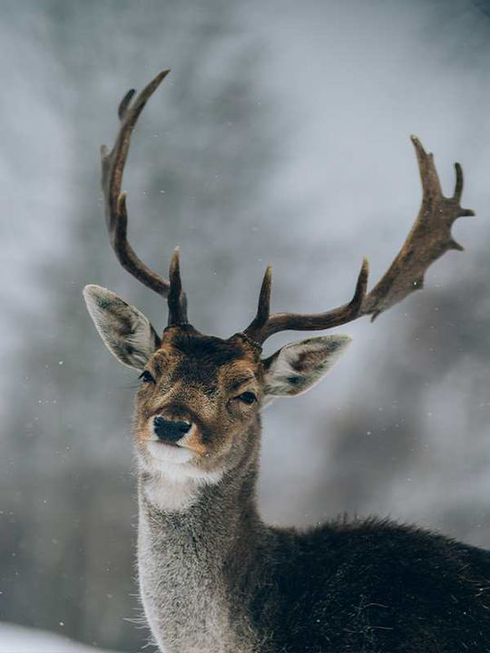 Poster Reindeer Pst25113 40cm X 50cm Premium Black Wooden Frame